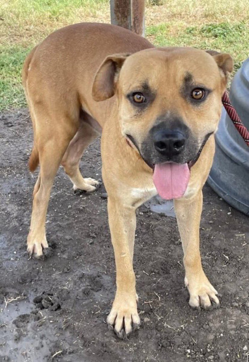 SamfromSpain's tweet image. 🆘CALEB #A383343 3yo Black Mouth Cur mix who’ll light up your life‼️
It breaks my❤️ that Corpus Christi AC has targeted this friendly &amp;amp; fun loving boy 2 be killed‼️
He’s anxious &amp;amp; w/reason!
But his personality still shines thru
Can’t let him die!
PLEDGE
#RESCUE
#ADOPT
He matters!