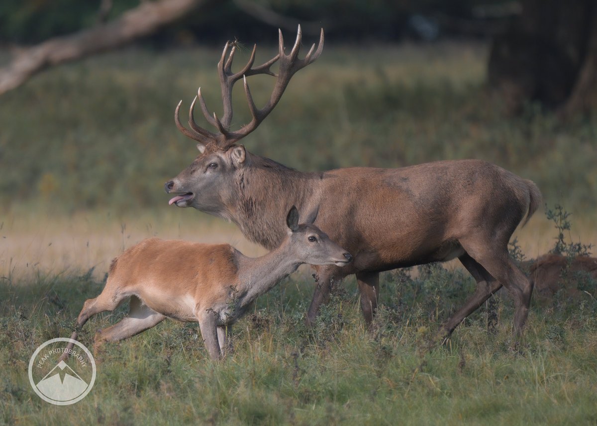 M J Peakman Photography tweet media