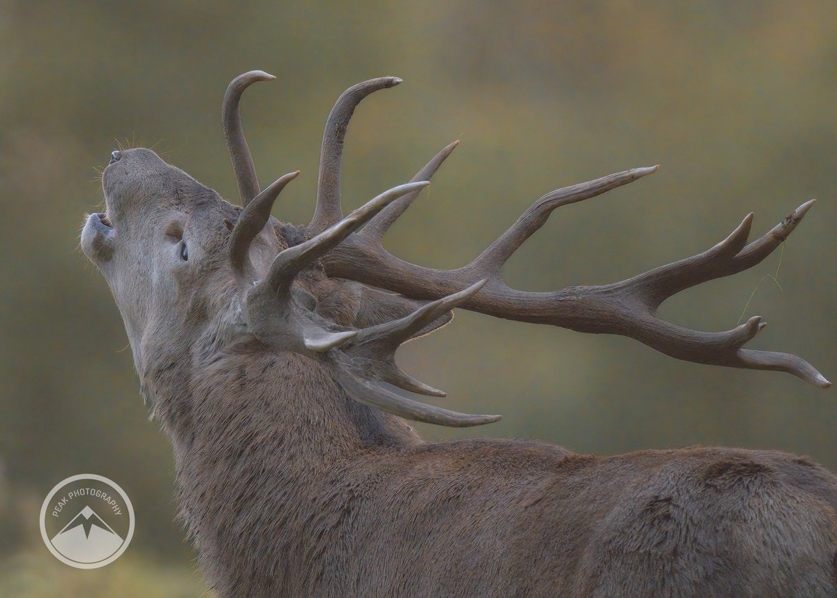 M J Peakman Photography tweet media