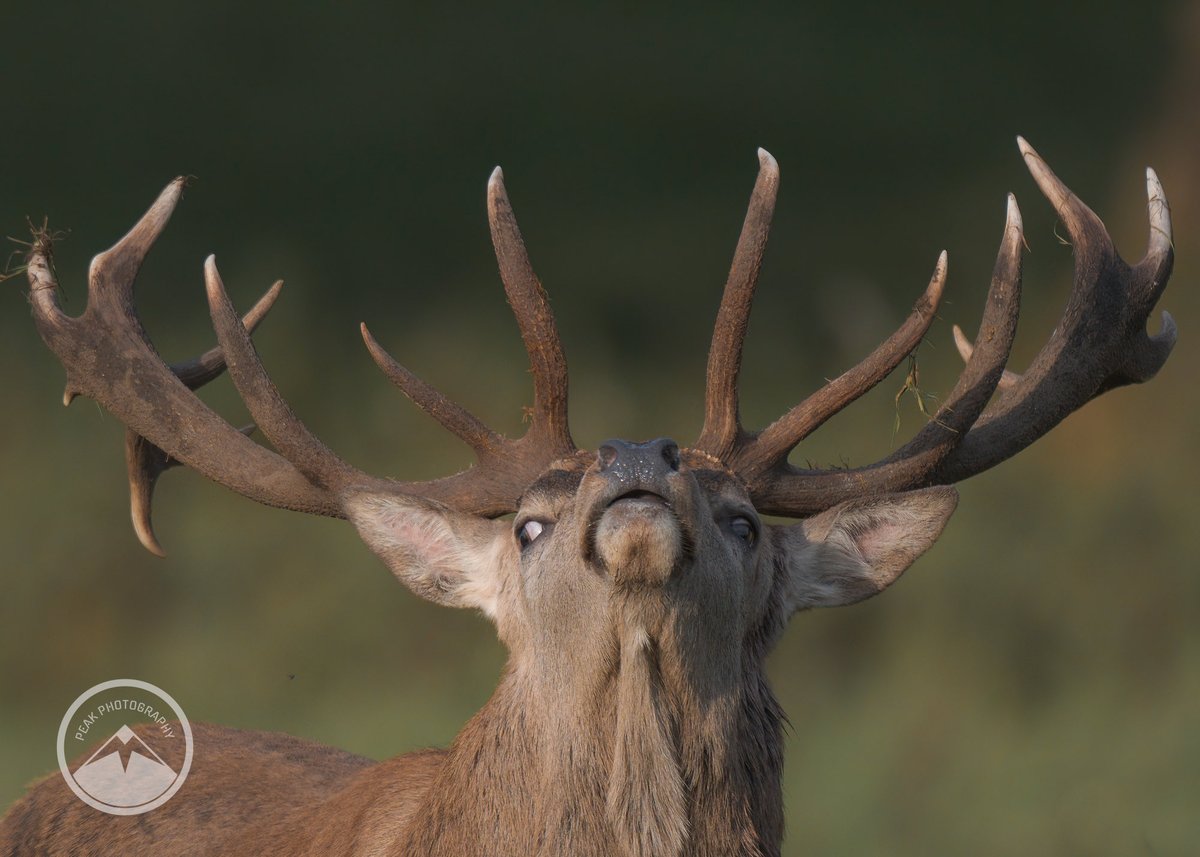 M J Peakman Photography tweet media