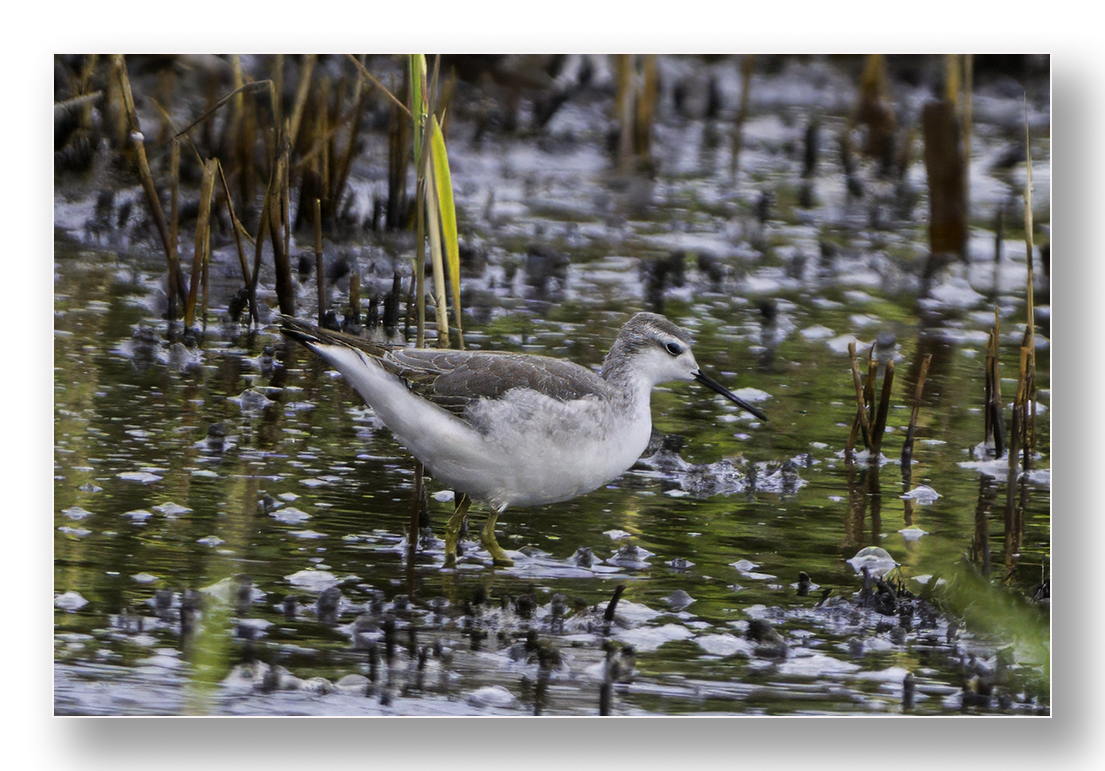 barnard_ian's tweet photo. Wilson's Phalarope at Porthellick, St Mary's. Stayed in the back corner and in amongst reeds most of the afternoon https://t.co/xBbIoWHRRf