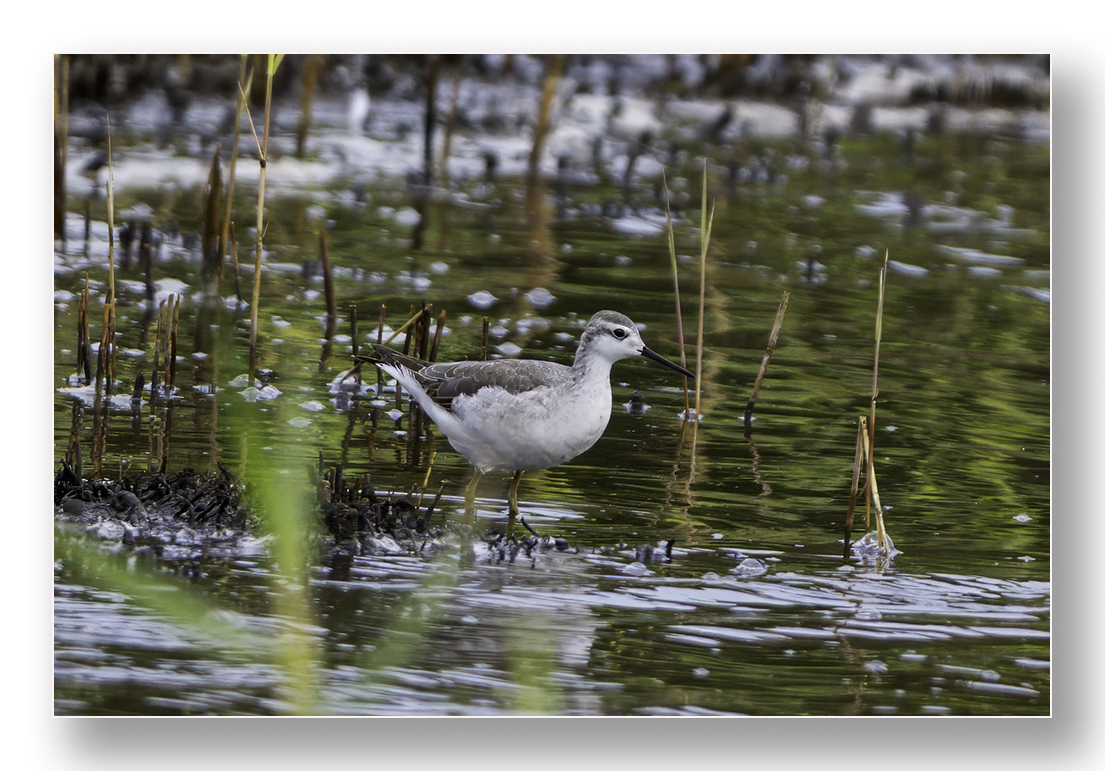 barnard_ian's tweet photo. Wilson's Phalarope at Porthellick, St Mary's. Stayed in the back corner and in amongst reeds most of the afternoon https://t.co/xBbIoWHRRf