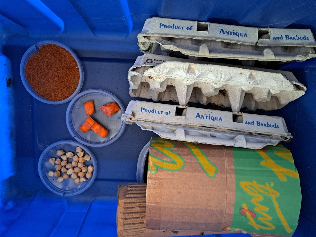 The MCRP team is currently seeking cardboard egg boxes &amp; cardboard for the Live Feed Breeding Insect Facility. These recycled materials are vital for creating space and enrichment.

#InsectCare #Conservation #InsectFacility 

Read More: facebook.com/ReWildCaribbea…