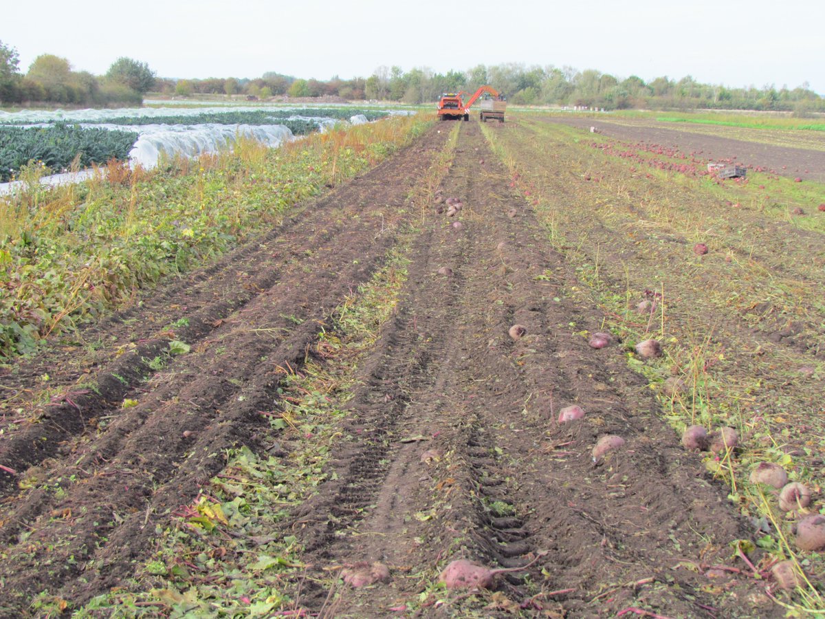 Serviced and ready to go.  First of the #beetroot lifted ahead of the forecast rain, 9 tonne safely in store and now we await delivery of new bins on order.  All ours are full of #squash