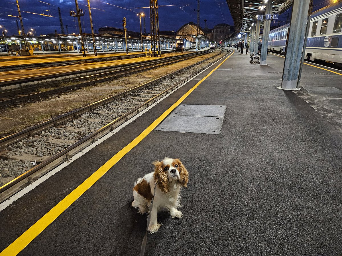 RJonTourUK's tweet image. 4th night train of the year for Henry 🐶.  He's already stolen my bed.

#traintwitter #dogsofX #traveltribe