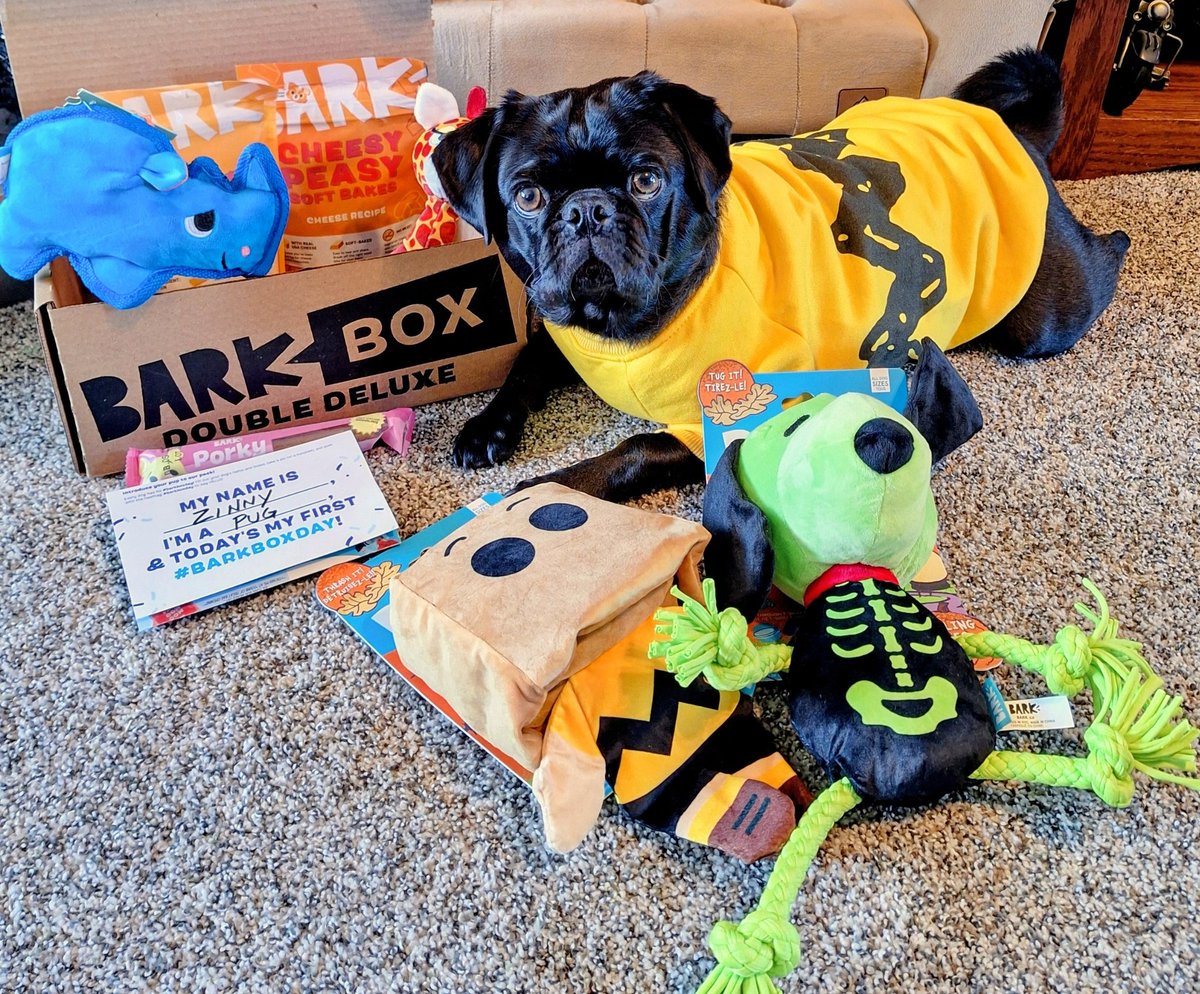 バックス・バニー Pugs Pharaoh 限定381/500 Angel Mushu😇🌈, Zinny🖤, Winny💓 on X: 