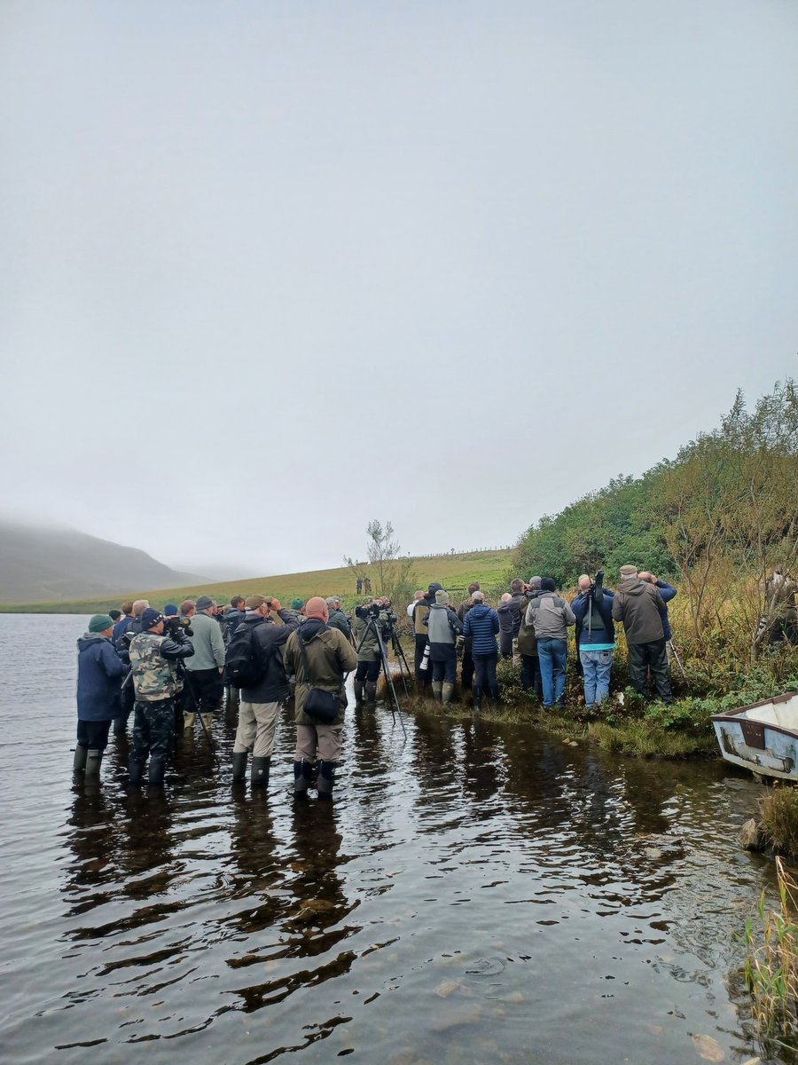 SHETLAND trip started well with great views of the 1w male SIBERIAN THRUSH at Loch of Asta. Leaking wellies were an issue for a few on this twitch!😬. Now for a week on Out Skerries.