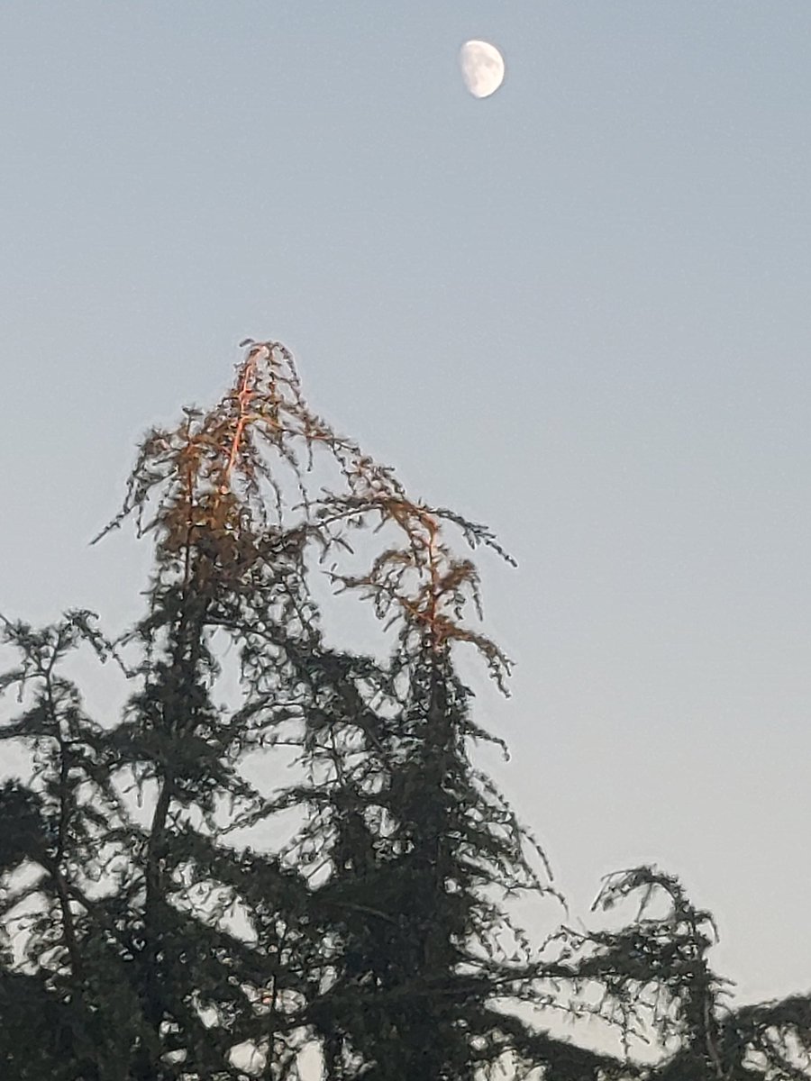 Maria Lea tweet media