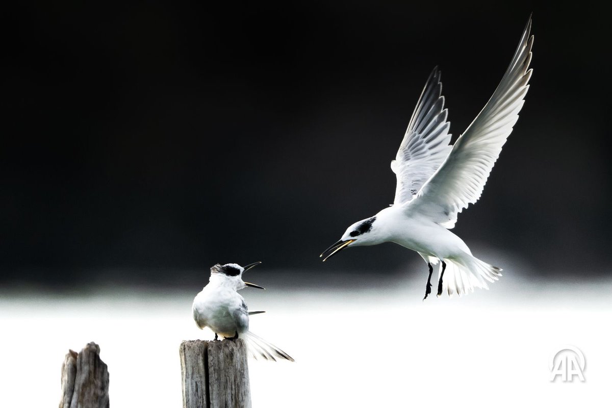 Bursa Kocaçay’da Kara gagalı sumrular
- The guardian’da günün fotoğrafları aradındayız✌️🙏

#DoğayaKanatAçtık