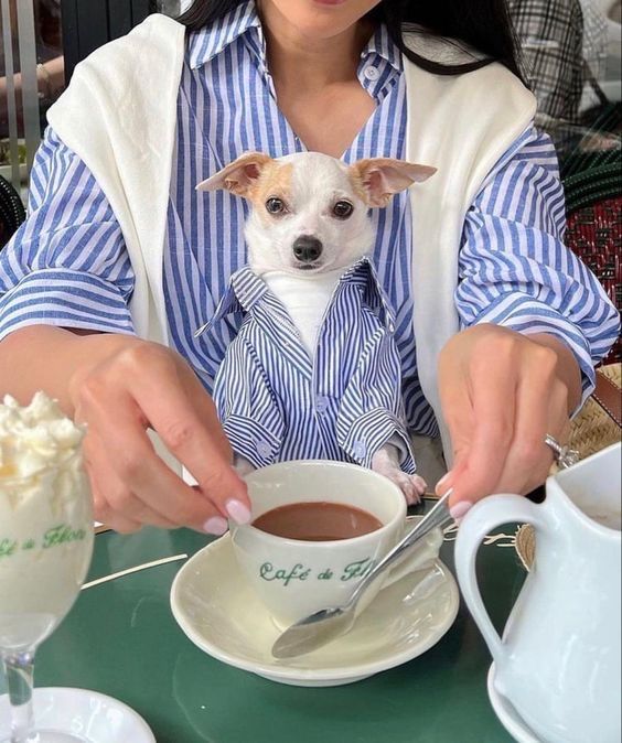 no context animals (@twperritos) on Twitter photo 