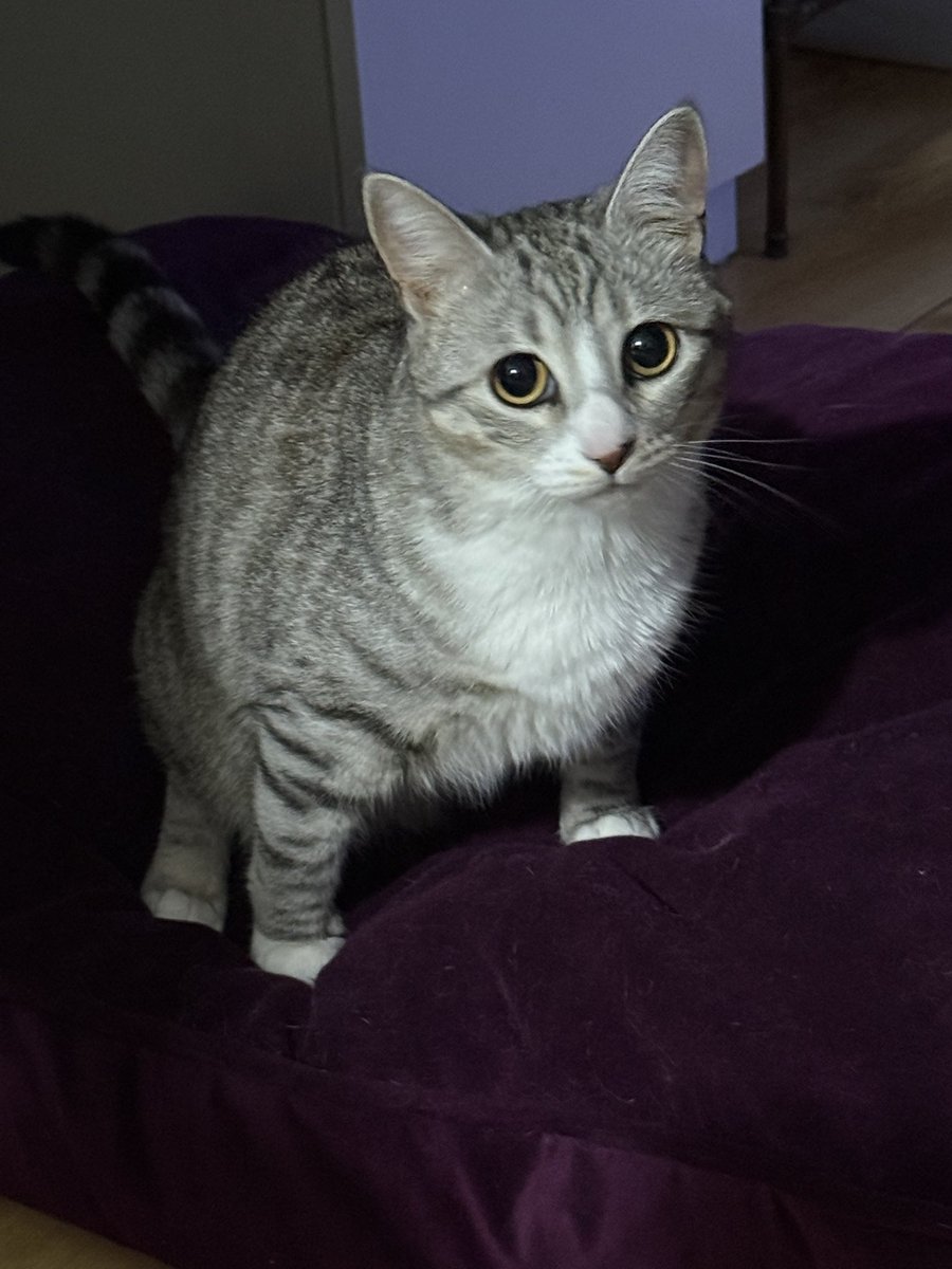 Mai Noboshi 🔮☠️ tweet media