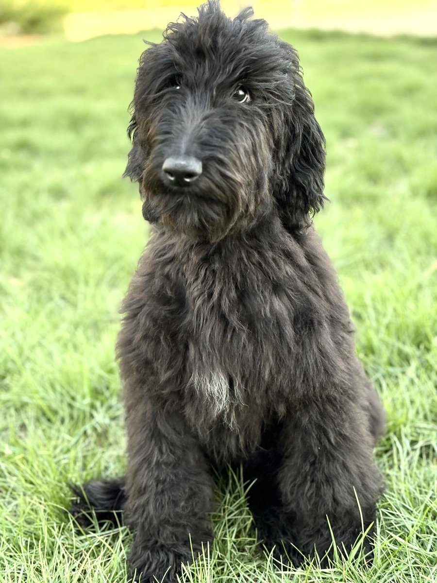 كل كلب في الملجأ ينتظر بطل قصته… 
يمكن يكون هو أنت 💜🐶
Every shelter dog is waiting for their hero… 
maybe that hero is you.💜🐶
البعض من المتاح للتبني . 🐾 Some of the babies that are available for adoption 🤍
نسعد بزيارتكم في فرعنا بقرطبة يوم السبت من الساعة ٦وحتى ٨:٣٠ مساء.