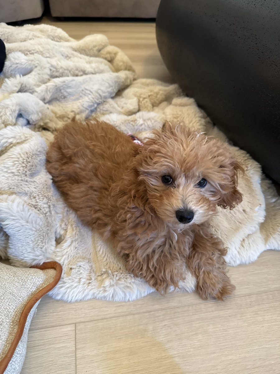 gretaavfleet's tweet photo. watching my bosses dog while she’s away… is this not the cutest fluffball you’ve ever seen https://t.co/URKNCjL804