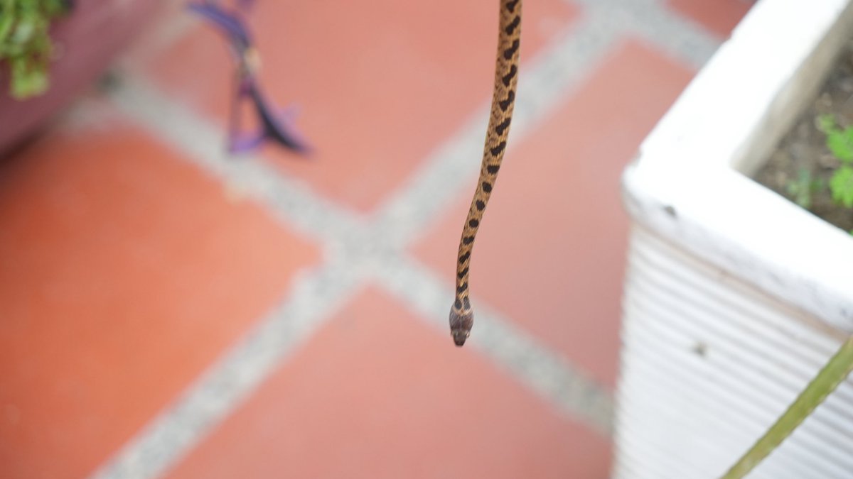 dadsasm2024's tweet photo. Nuestro equipo de rescate de fauna silvestre atendió el llamado de la comunidad por la presencia de una serpiente Leptodeira annulatta, también conocida como Mapana.🐍

De igual manera, procedimos con el rescate de una Milvago chimachima, también conocidas como Pígua. 🦅 https://t.co/Fsur2MWrHS