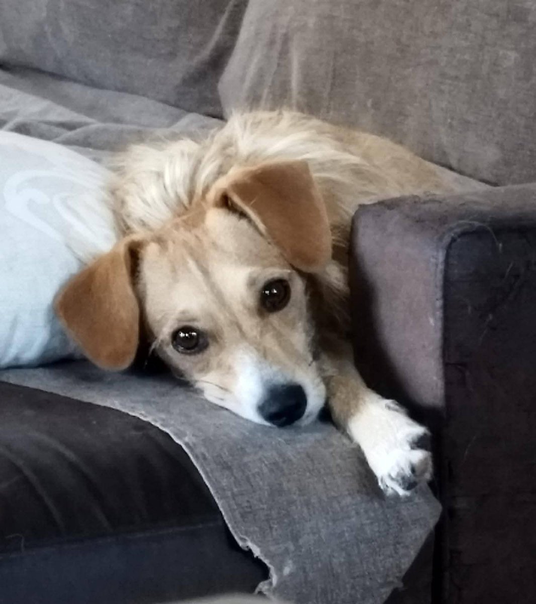 Ma Ve possano ceca'.. 
💘🛑🚦STUPENDA SCRICCIOLINA RIFIUTATA DOPO POCHI GIORNI DALL' ADOZIONE 😞 QUESTA CUCCIOLA DOLCISSIMA TAGLIA PICCOLA CERCA FAMIGLIA AFFIDABILE DA AMARE E COCCOLARE PER SEMPRE ❤️ ‼️🆘
Riceviamo e pubblichiamo 🙏 🍀
Roma 🆘 7 KG‼️
Ha 11 mesi circa pesa 7 kg,