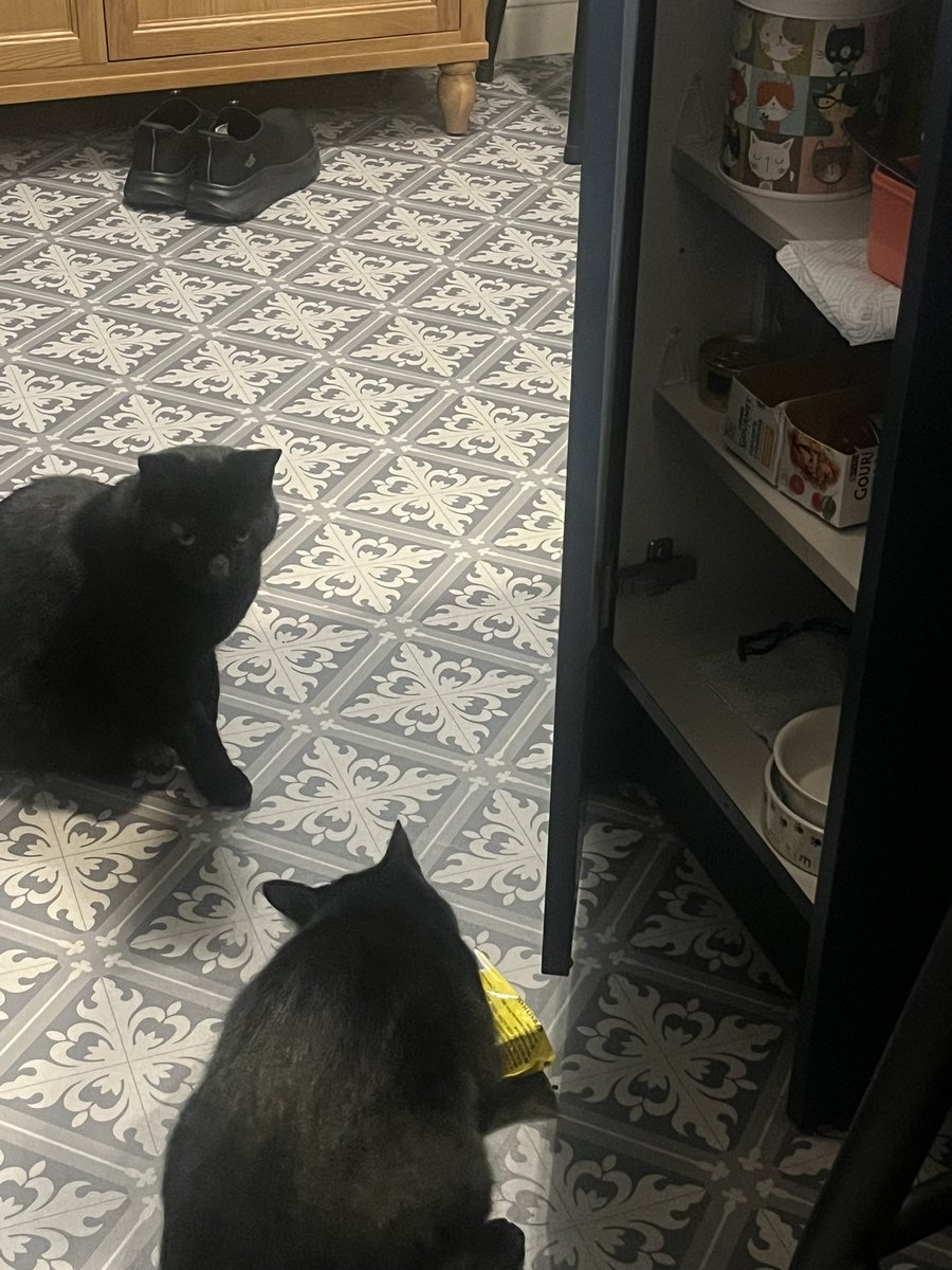 Monty: Mum! Mum! Hugo has opened the cat food cupboard and he’s got a big bag of dreamies out!