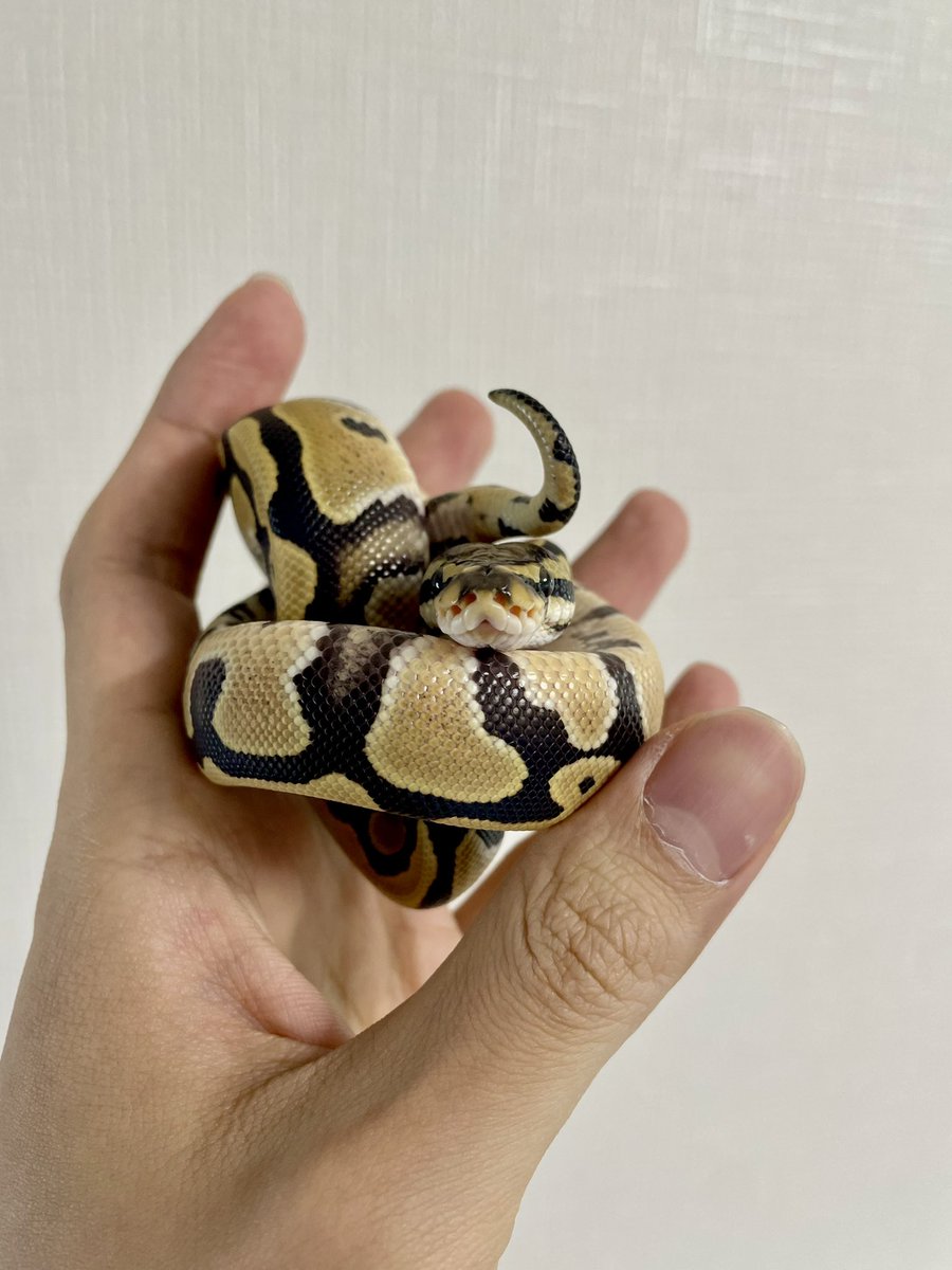 Nell_python's tweet image. やっぱりどの生物も赤ちゃん👶が1番可愛いと思う
#爬虫類好きと繋がりたい 
#ボールパイソン