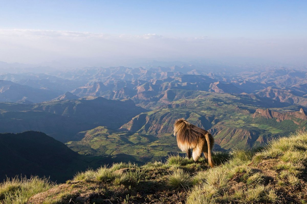 Discover the Simien Mountains, Ethiopia’s UNESCO World Heritage gem! Hike breathtaking trails, spot rare wildlife like the Gelada baboon, and soak in stunning vistas. Adventure awaits! #TravelEthiopia #SimienMountains