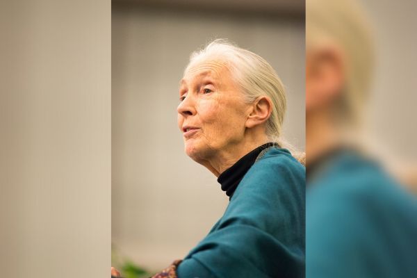 Jane Goodall, ethologist and environmentalist, passes away at 91 veterinarypracticenews.com/jane-goodall-e…