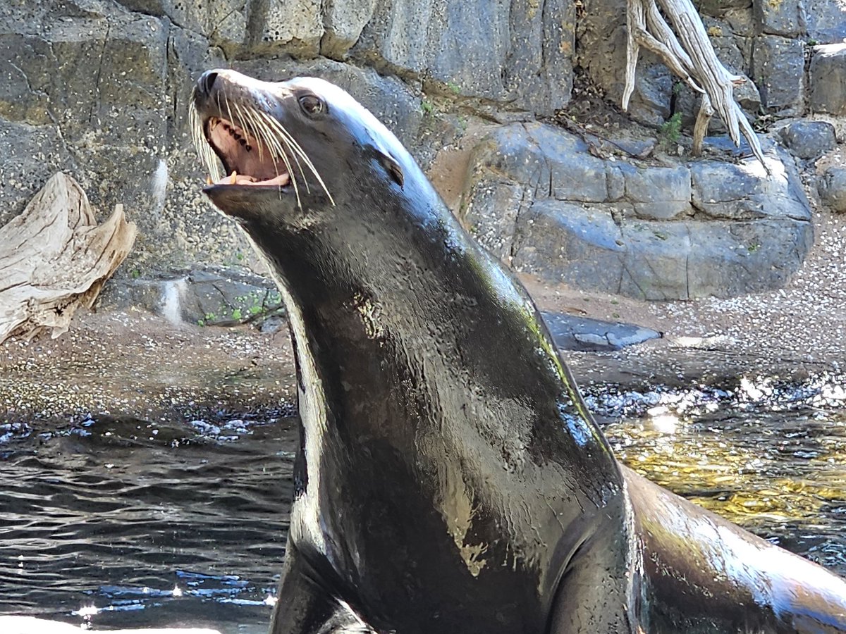 A friend a the cities zoo. I hope everyone's day is going great.