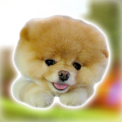 Cooldev444's tweet photo. found the perfect animal runner to start off uptober,

meet 'Boo' - The World's Cutest Dog

this dog has gone extremely viral on mainly Facebook with the OG Facebook handle @boo, gaining over 14M Follows also seen on know your meme.

this dog is to cute to fade.

https://t.co/VqNEdk4Nlj

https://t.co/eQsgdEHe9Q
