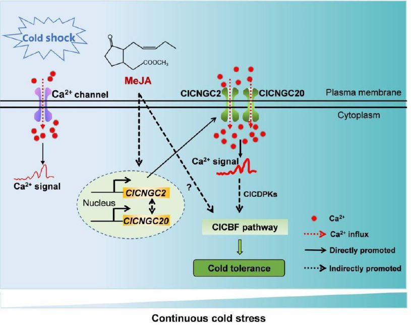 NEWS &amp; VIEWS:  Winter is not coming: The role of ClCNGC2 and ClCNGC20 in watermelon cold tolerance (Sara Selma) doi.org/10.1093/plphys… <a href="/DrSaraSelma/">Sara Selma Garcia</a> <a href="/ASPB/">ASPB</a> #PlantSci
