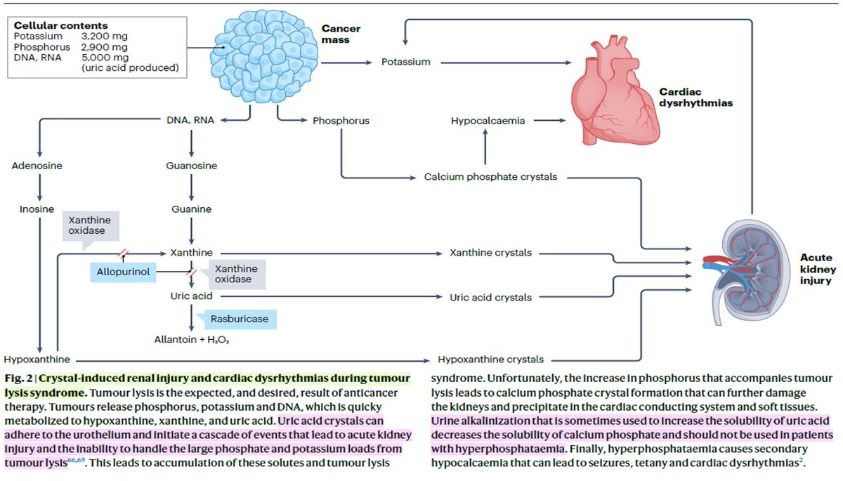 Nefro_Tweets tweet media