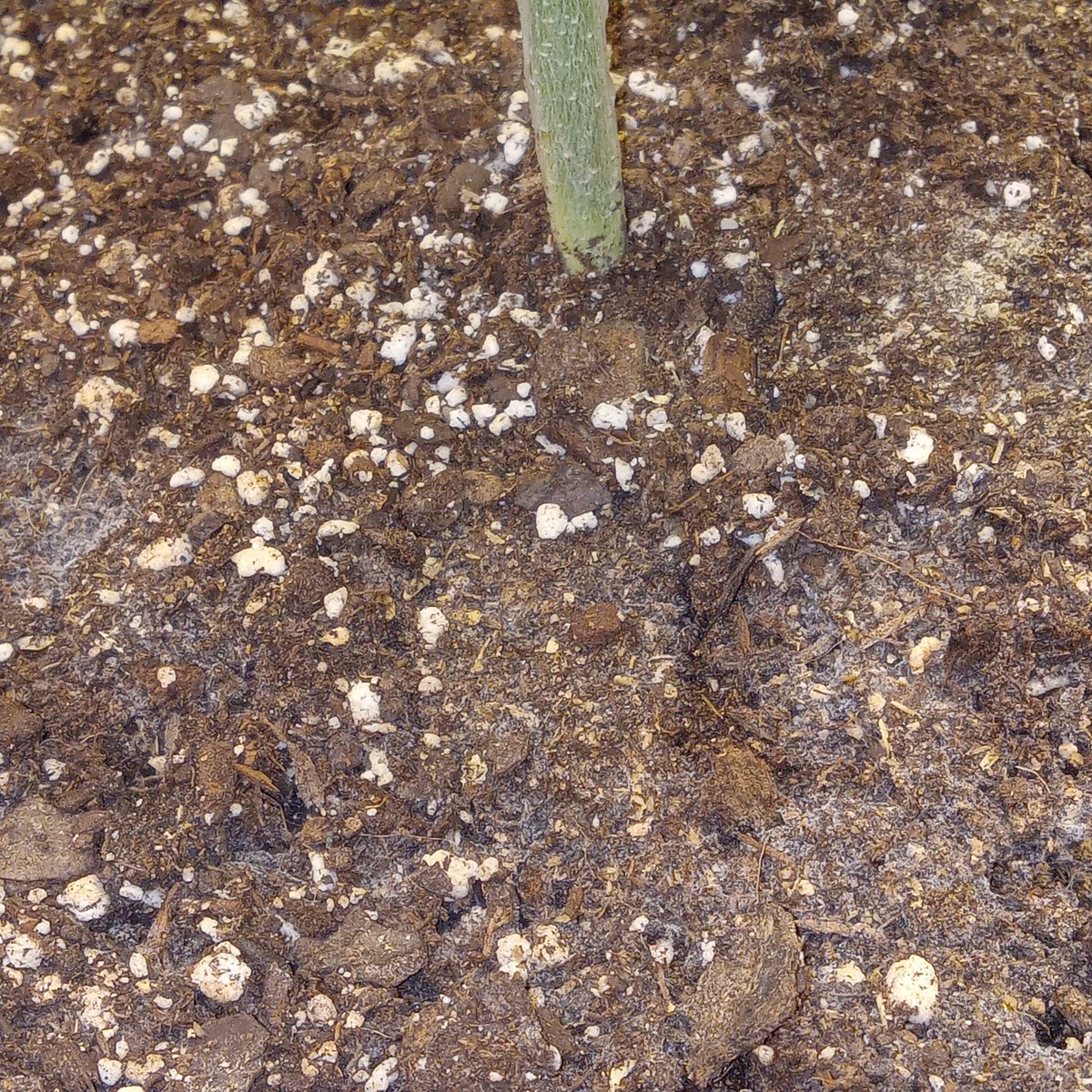 richiepython's tweet image. Good afternoon growmies, check out the mycorrhizae growth in sponsored run for Irvineseeds.com nova91 up front and nova91 x OC Runtz in the back! Use RICHIE for free shipping on any paid order!!!