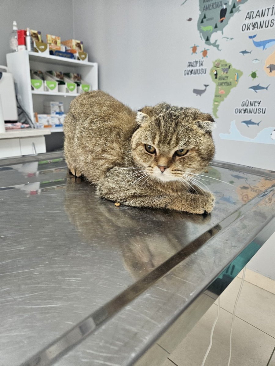 Yuva arıyor. Erkek/istanbul