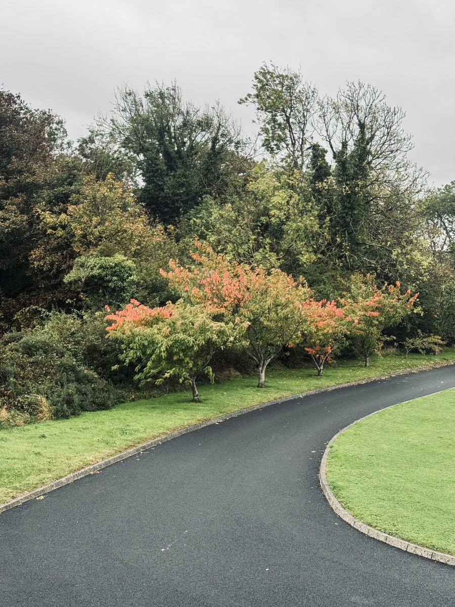 Always like the colours in the trees this time of year.