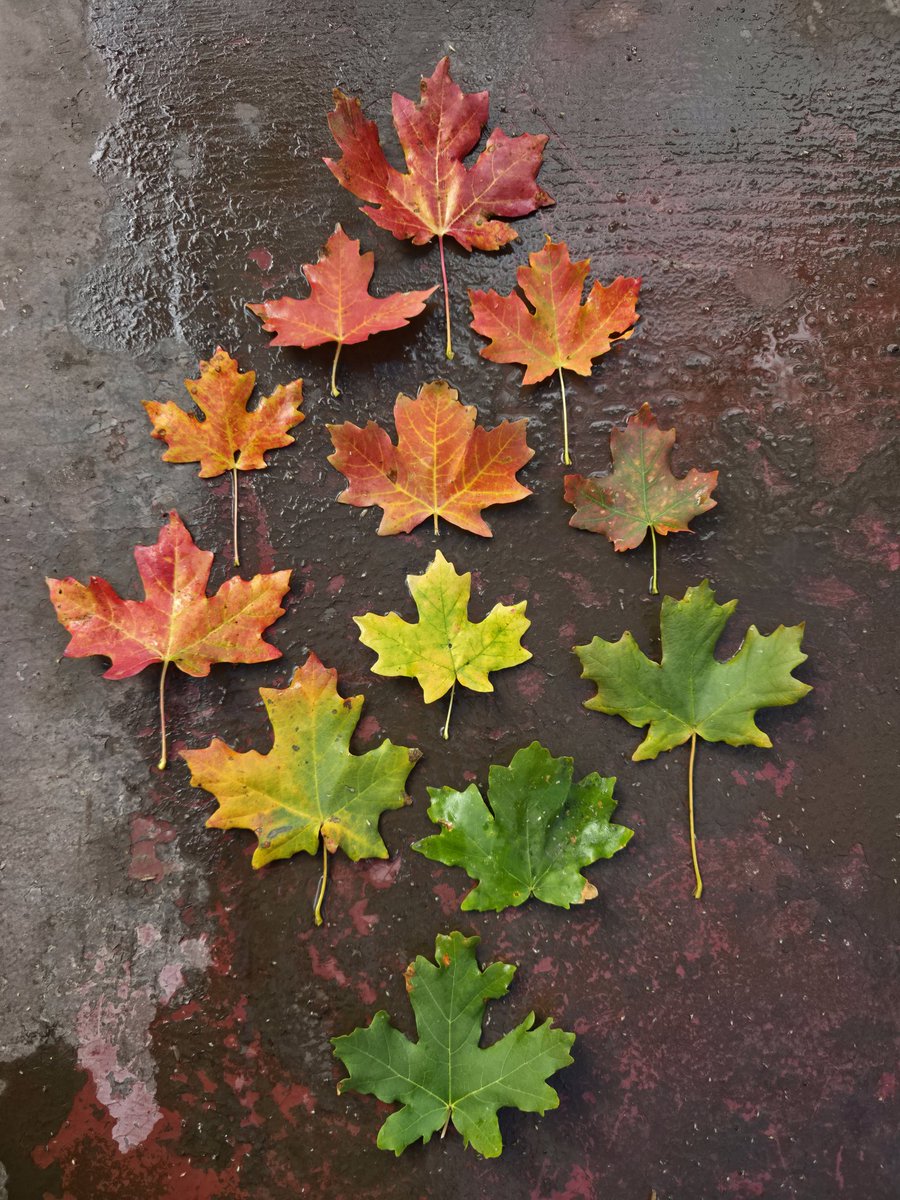 hacking_tyler's tweet image. These are my favorite leaves for today, color makes life better 
#fall #fallleaves #rainbow #nature