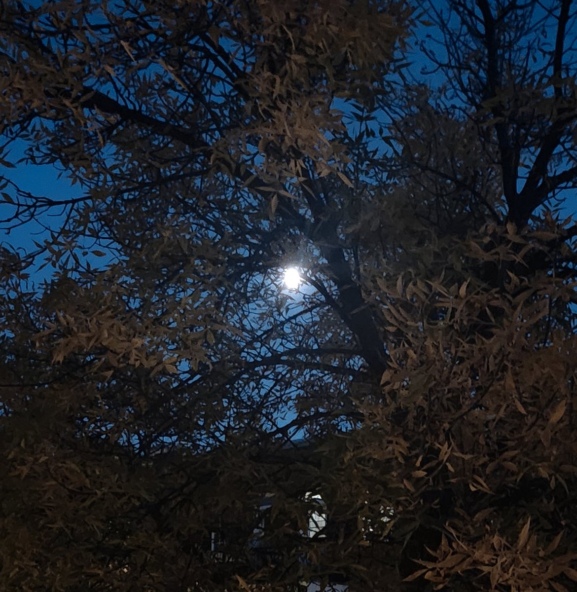 loulouvilleray's tweet photo. Ne la manquez pas ce soir!
#luned'automne https://t.co/8pNCz7doHZ