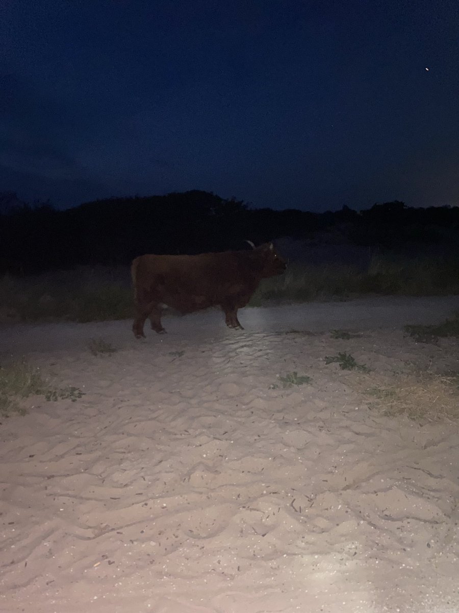 Schotse Hooglanders by night #Duindorp #Westduinpark #Scheveningen