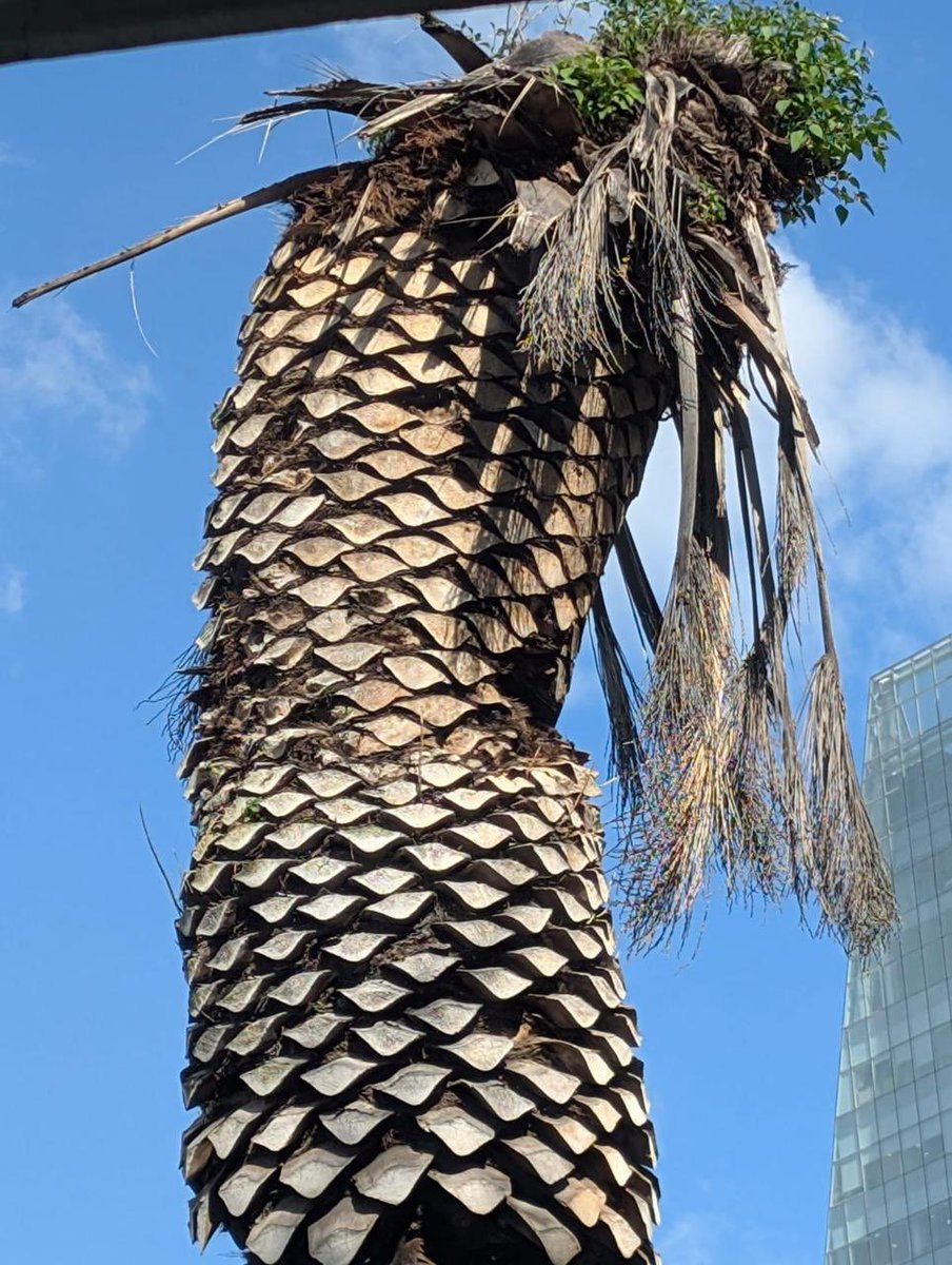 Sjitescucha tweet media