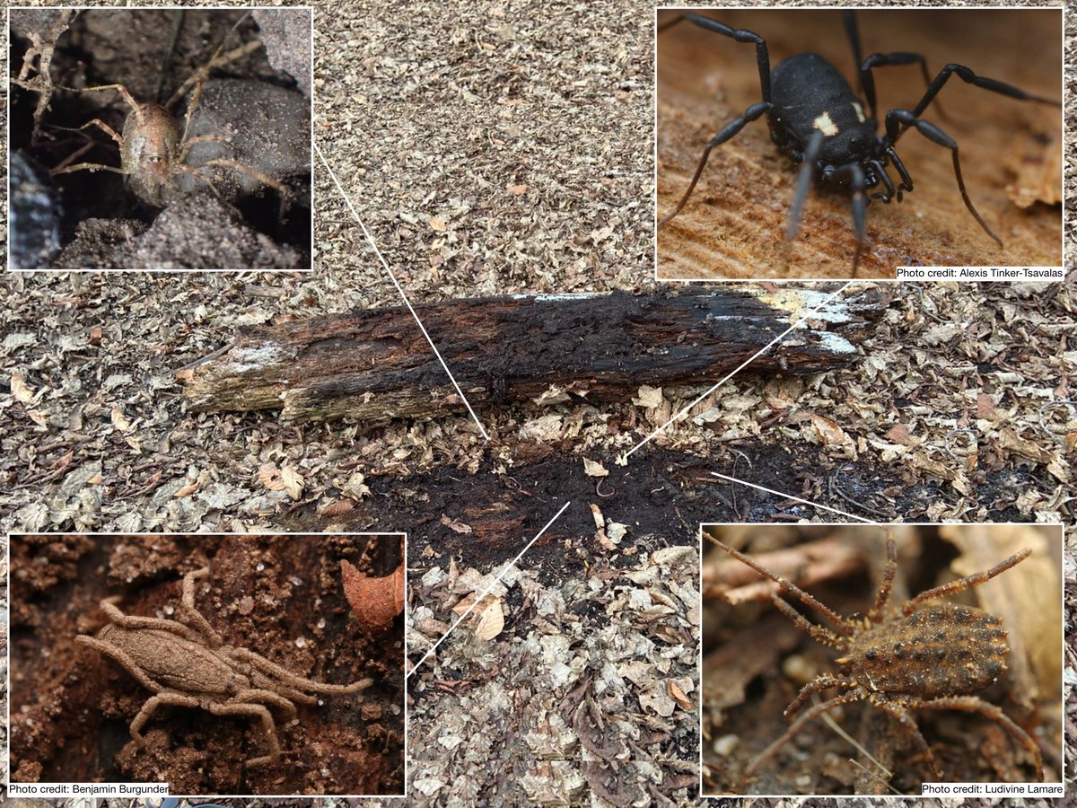 Log-flipping season! 🍂 You’ll know the woodlice &amp; centipedes under logs—but what about harvestmen? 🕷️ 

Discover the UK’s fascinating ground-dwelling species in our webinar with Meg Skinner, on 27 October 

👉 eventbrite.co.uk/e/1493393342689

<a href="/BritishSpiders/">BAS</a>
