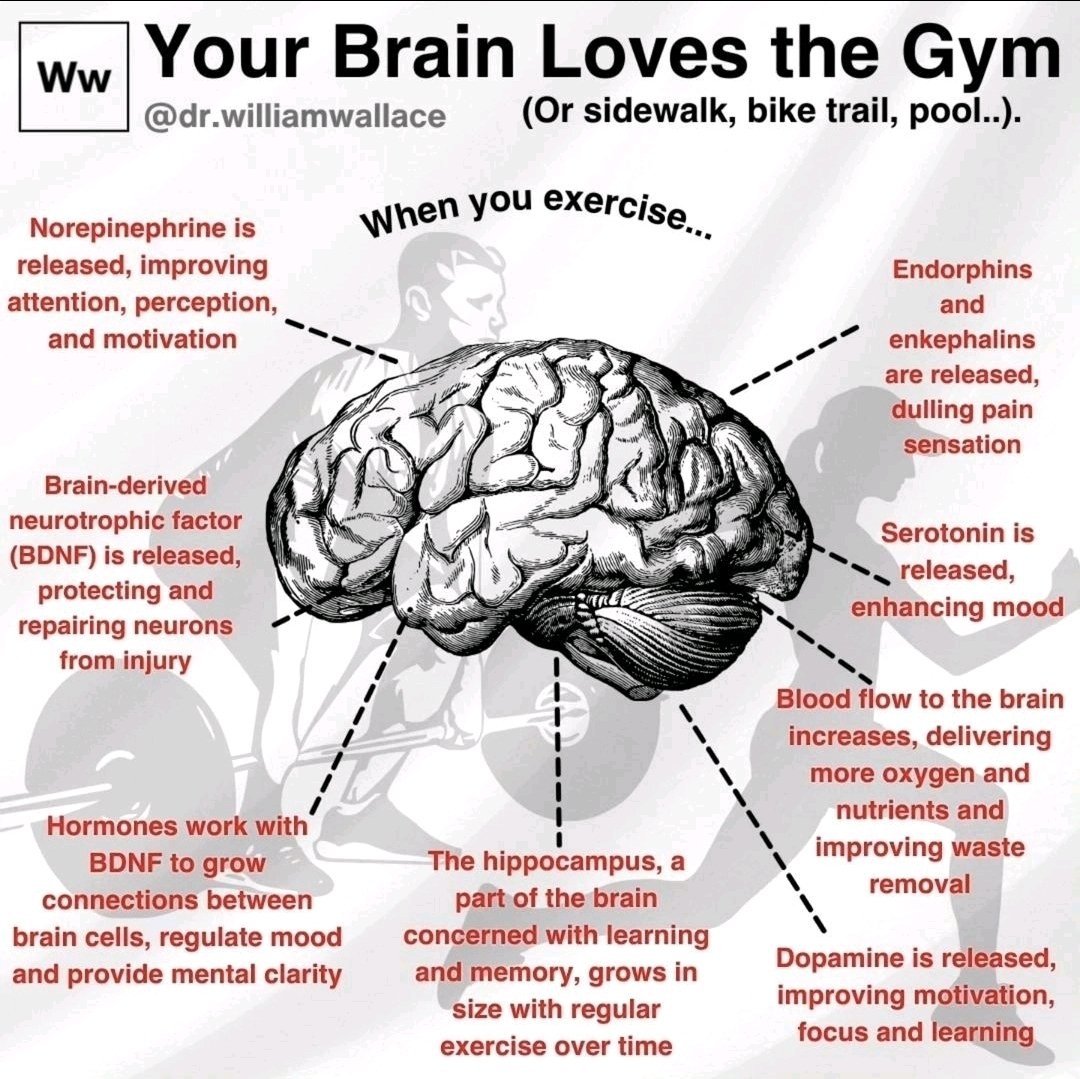A simple guide to what exercise does to your brain 

Exercise isn’t just about muscles; it’s one of the most powerful tools for brain health. Every workout sends chemical signals and blood flow to your brain that sharpen thinking, boost mood, and protect neurons. Here’s how:

1️⃣