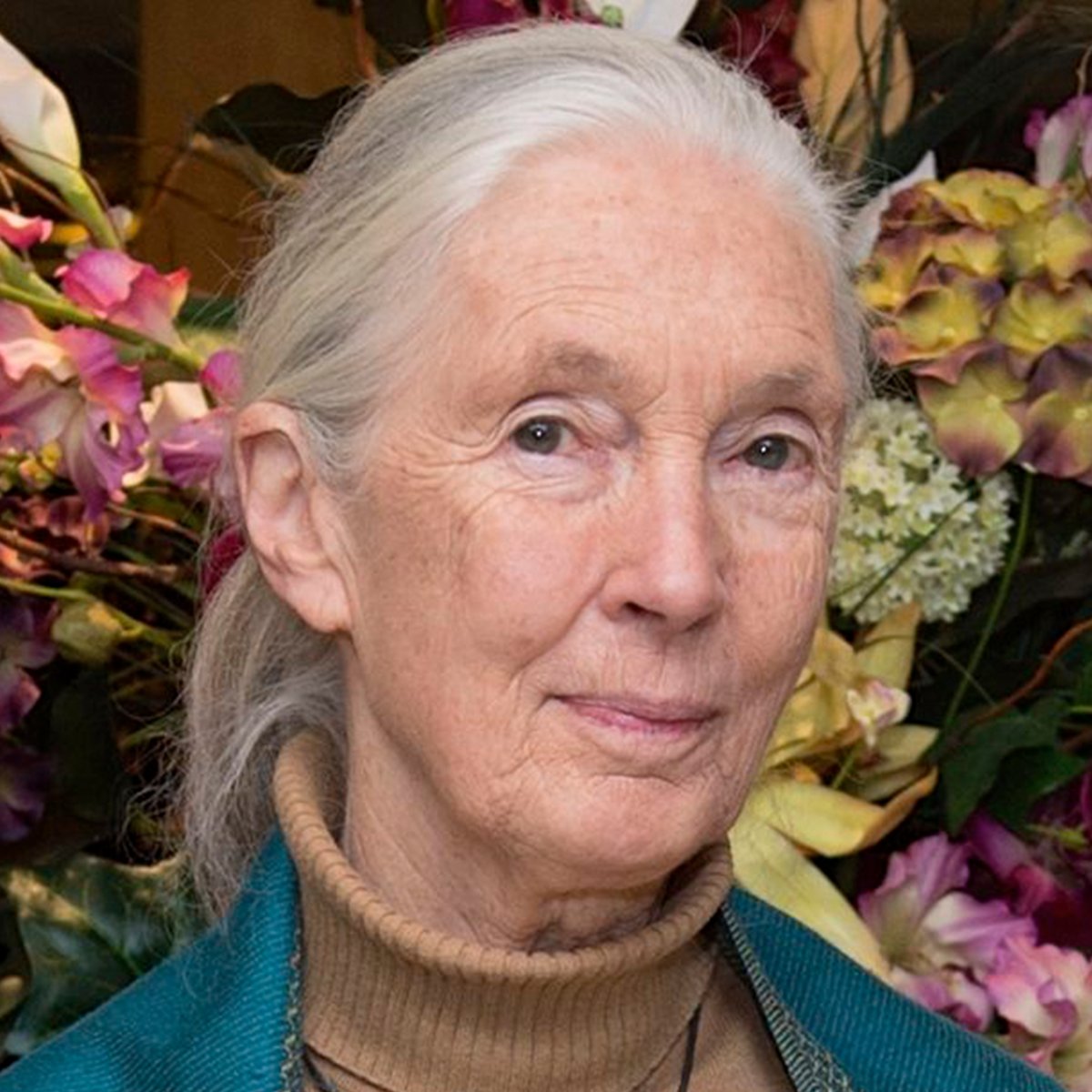 ¡Adiós, doctora Jane Goodall!
Los primates grandes y chicos te vamos a extrañar mucho.
#RecordandoAJane #GraciasJane

cemda.org.mx/adios-doctora-…