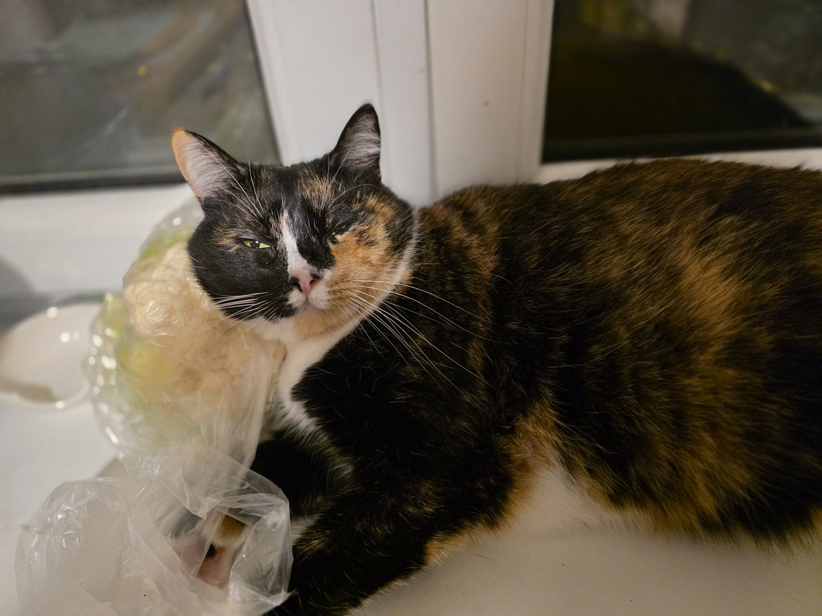 Gribat necimperlīgu kaķi? Brauciet uz <a href="/Ulubele/">Ulubele</a> - No U adaptētie kaķīši nav izvēlīgi guļvietās...ir puķukaposts? Derēs par spilvenu!