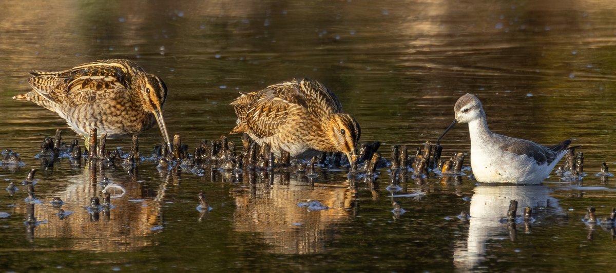 Peter Garrity tweet media