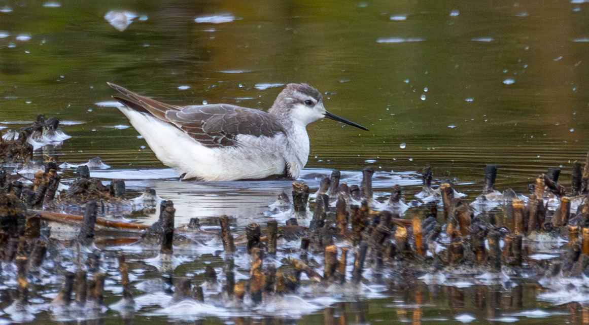 Peter Garrity tweet media