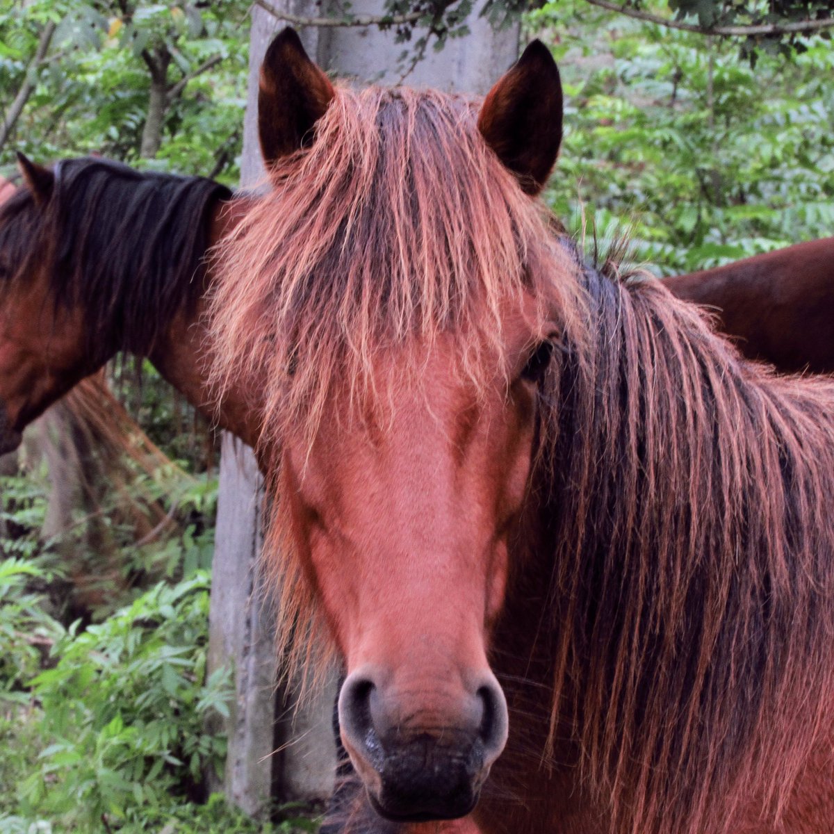 HFExplorer's tweet image. چند چهره از اسب نژاد خزری