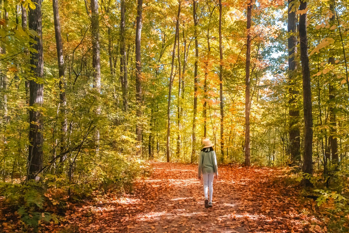 grandriverca's tweet photo. Experience autumn’s transformation on our trails! Fiery reds and golden yellows brighten every trail. Don’t miss nature’s show. Plan your visit: https://t.co/2cPWVrF4nE 

Pictured here: Shade's Mills and Conestogo Lake Conservation Area

#GrandFallColours https://t.co/TU49jUk1IF