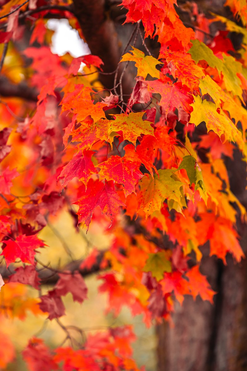 grandriverca's tweet photo. Experience autumn’s transformation on our trails! Fiery reds and golden yellows brighten every trail. Don’t miss nature’s show. Plan your visit: https://t.co/2cPWVrF4nE 

Pictured here: Shade's Mills and Conestogo Lake Conservation Area

#GrandFallColours https://t.co/TU49jUk1IF
