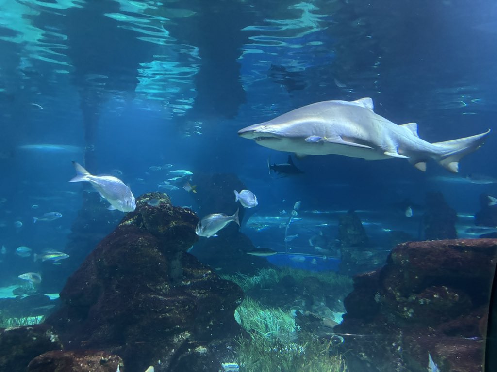 BENFOOTISONLINE's tweet photo. Last year on my birthday I went to Maidstone this year I went to TWO aquariums so thank u Barcelona https://t.co/psxYOEAvHn
