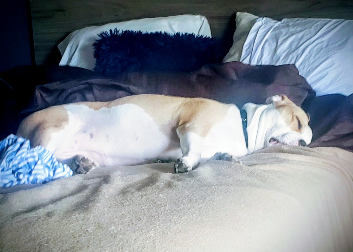 I'd be so lost with her she is my life 6 yrs together love her so much ....no matter how my day is going she is there for me. It's a two way street we love each other so unconditional. 
Cleo is taking her afternoon nap