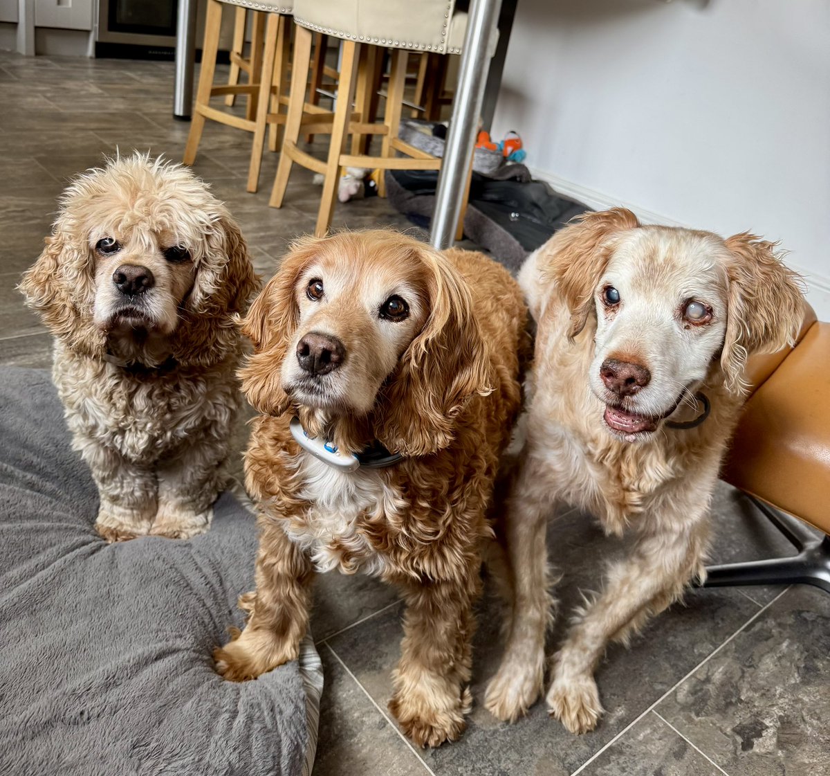SpanielsSuper's tweet photo. Mum cheated on us! #Again #HowCouldShe https://t.co/Qy4CdCuFQI