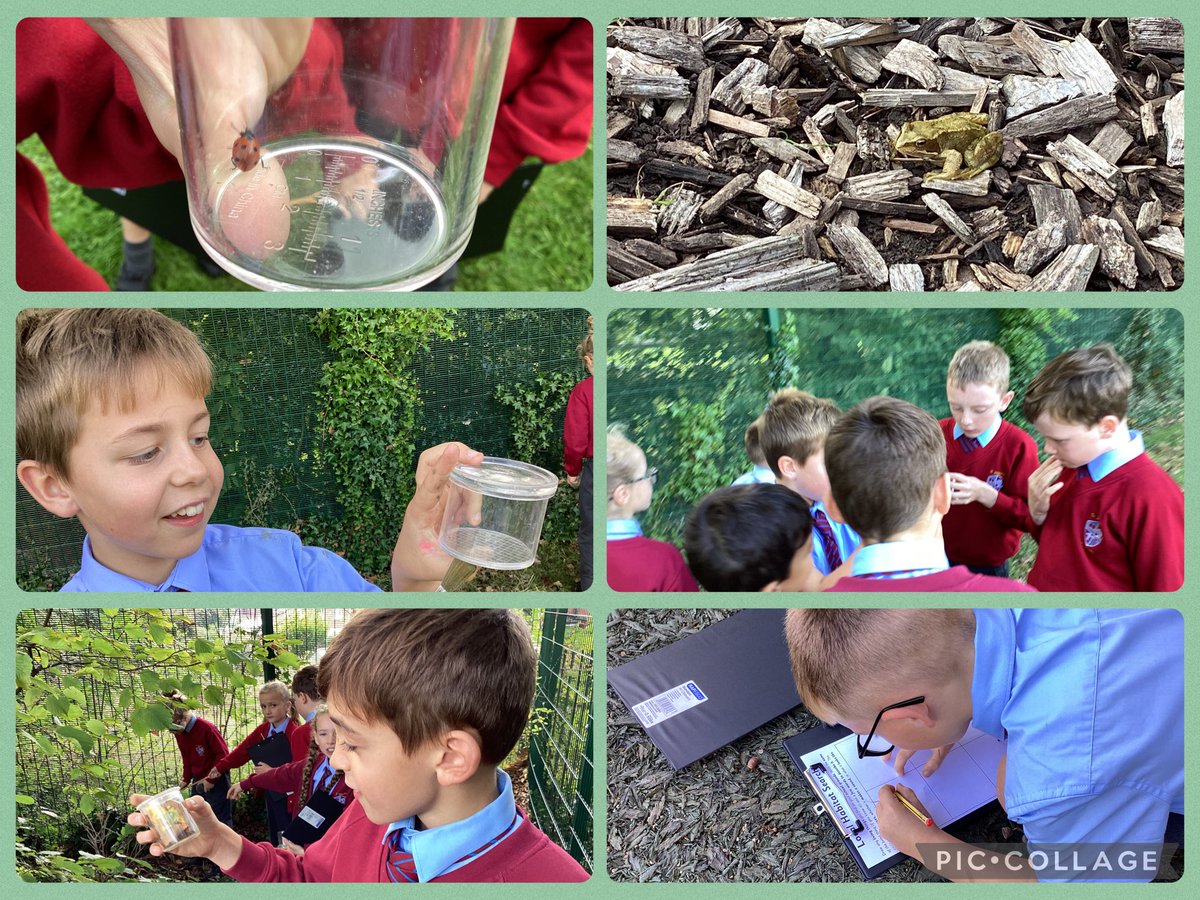 Lots of fun was had during our science lesson today. We explored our school environment for minibeasts and other living things. We collected what we found in our bug viewers and then recorded them on our sheet 🐞 🐜 🐛