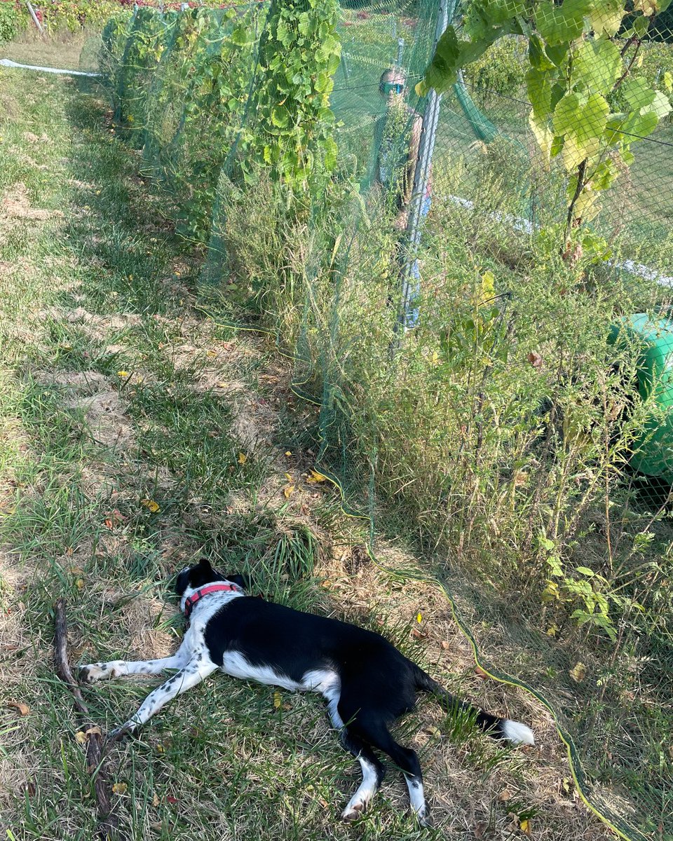 Nitro is our hardest-working vineyard dog. Here he's "helping" pick traminette vines. 

Don't forget tonight is Euchre at 6:30pm. If you're lucky, this hard-working dog could make an appearance. 🤣 

#FindYourWineTime #LuckyCharm #EuchreTournament #WhatToDoinWoo