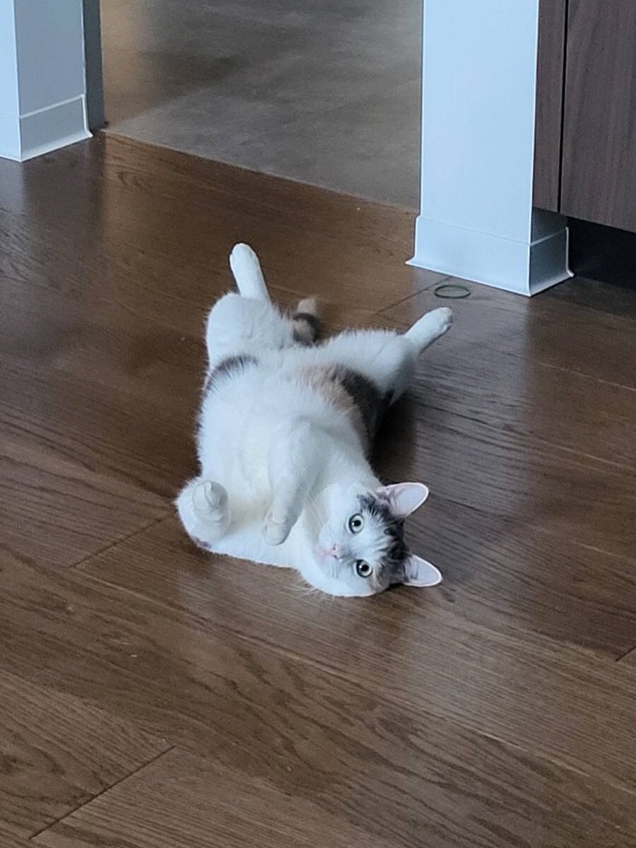 Киця розібралася, для чого потрібна душова кабіна.

Заходить туди і співає.

Щоправда, поки не розуміє, навіщо при цьому ще й поливатися гарячою водою.