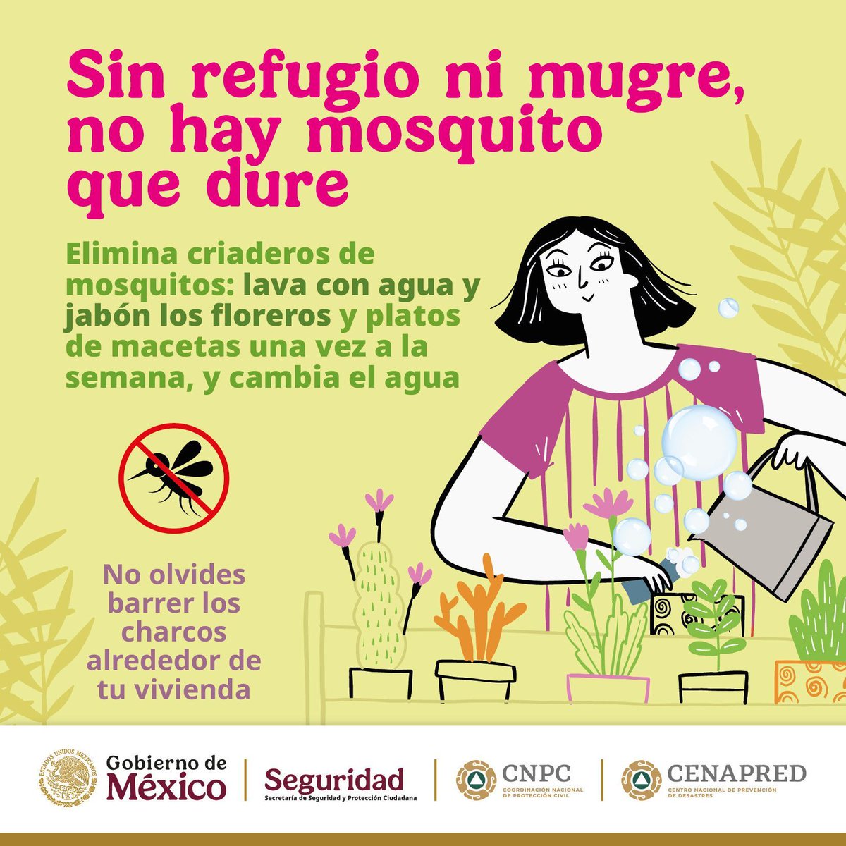 CNPC_MX's tweet photo. 🦟🚫 Elimina criaderos de mosquitos: lava y cambia el agua de floreros y macetas una vez a la semana. Mantén tu hogar limpio y seguro para tu familia 🌿✨ https://t.co/YHaNm2aSW0